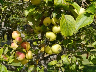 Apples in an apple tree