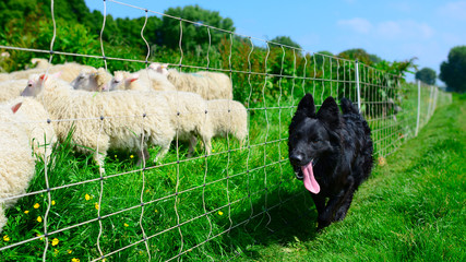 Schäferhund