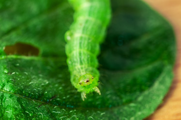 Green caterpillar eating a piece of sheet reaching upward