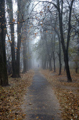 autumn mist