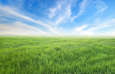 Obraz na płótnie Canvas meadow with sky