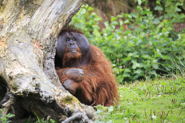 Male Bornean orangutan