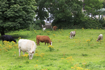 Cows graze in the meadow.