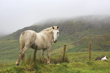 Beautiful white horse on background of mountains in clouds.
