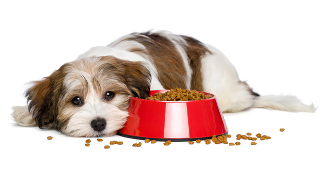 Cute Havanese Puppy Dog Is Lying Beside A Red Bowl Of Dog Food