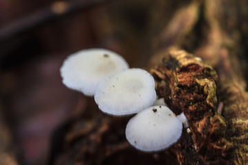 mushrooms growing on a live tree