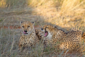 Cheetah, Namibia
