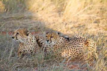 Fototapeta na wymiar Cheetah, Namibia