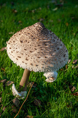 Large Mushroom