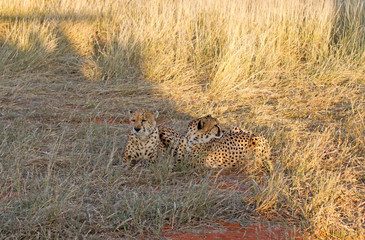 Cheetah, Namibia