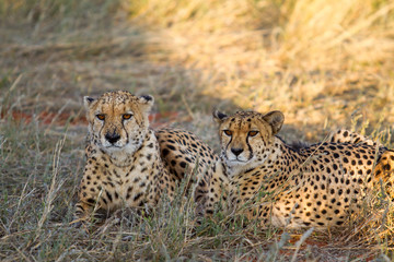 Cheetah, Namibia
