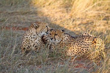 Cheetah, Namibia