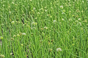 Onion Plantation