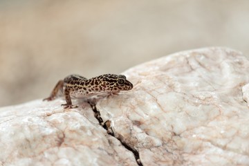 Gecko lizard on rocks