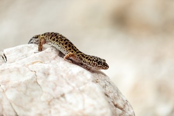 Gecko lizard on rocks