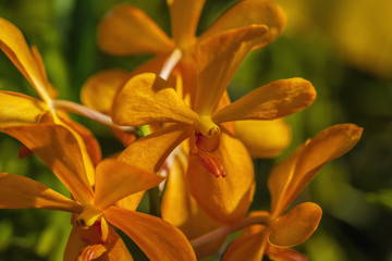 Branch of yellow orchid