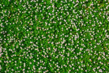 Crédence de cuisine en verre imprimé Fleurs Top view of green grass with small white flowers