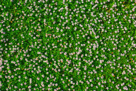 Fototapeta Top view of green grass with small white flowers