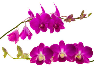 Fototapeta na wymiar Purple orchid isolated two beautiful bloom on long stems.