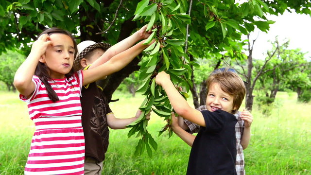 Children eating cherries from the tree