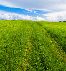 Obraz premium Sunny Summertime Green Plain