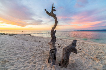 Braided tree on beach at sunset