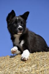 Border Collie