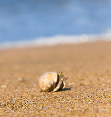 Seafood Posing Cute Animal