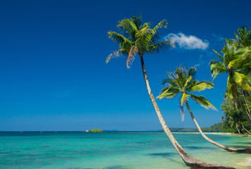Beautiful Beach Palm Panorama
