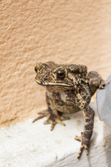 Toad.