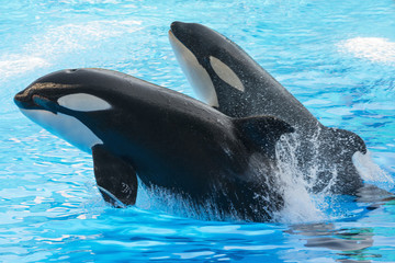 Naklejka premium Two jumping killer whales. Florida