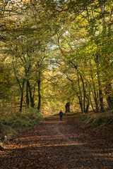 Fototapeta na wymiar Beautiful vivid golden Autumn Fall forest landscape