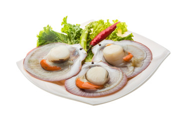 Raw fresh scallop