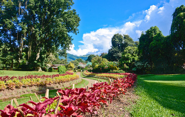 Royal Botanical Garden, Peradeniya Sri Lanka © Saman Weeratunga
