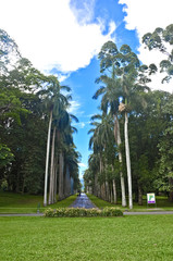 Royal Botanical Garden, Peradeniya Sri Lanka