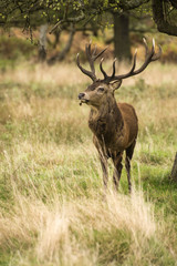 Naklejka na ściany i meble Majestic Stunning red deer stag in Autumn Fall landscape