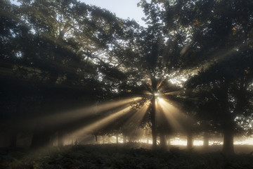Sun beams shining through trees in forest on foggy Autumn Fall s - obrazy, fototapety, plakaty