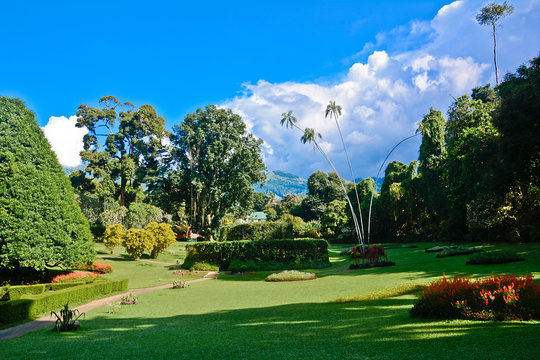 Fototapeta Royal Botanical Garden, Peradeniya Sri Lanka