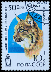 shows Lynx