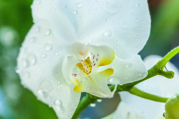 White orchid © Artem Furman