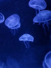 Obraz premium Jellyfish in aquarium