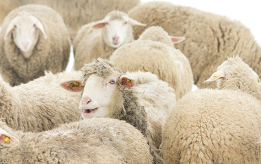 Fototapeta premium Sheep herd