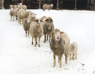 Sheep farm
