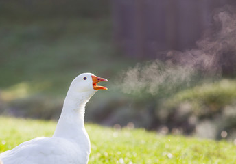 Goose breath