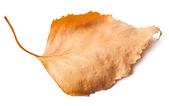 dead leaves closeup