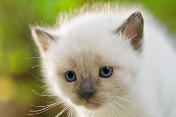 Sad kitten looking away from camera with blurred background