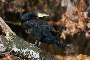cormorant (Phalacrocorax carbo)