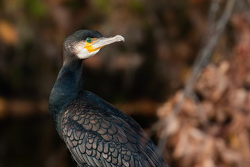 cormorant (Phalacrocorax carbo)