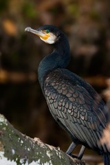 cormorant (Phalacrocorax carbo)