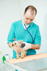 Veterinarian surgeon treating dog